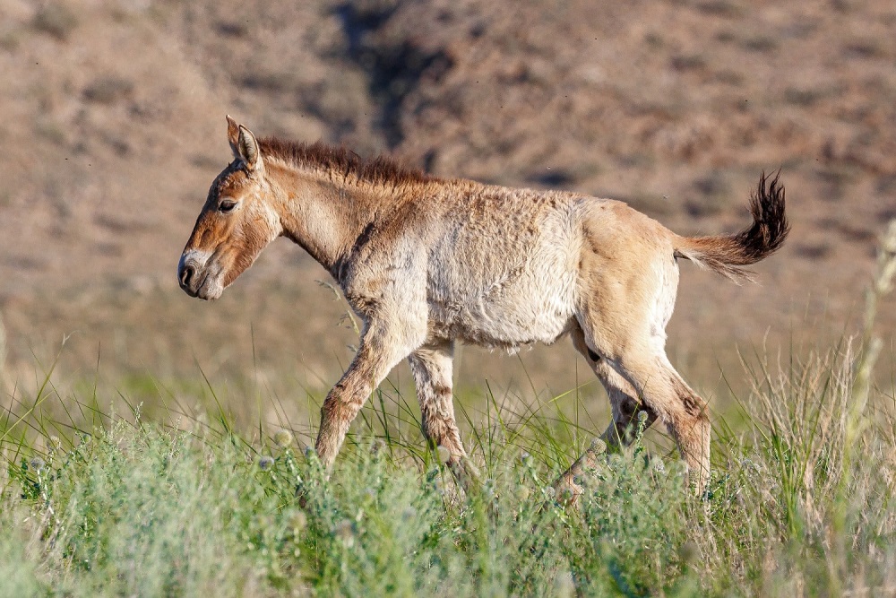 The youngest offspring of Kordula, a colt born this spring, pictured the same day in the evening. Photo: Miroslav Bobek, Prague Zoo