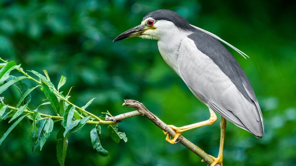 O dobrodružství kvakošů a dalších tažných ptáků se návštěvníci dozvědí v sobotu v Zoo Praha. Foto: Petr Hamerník, Zoo Praha.