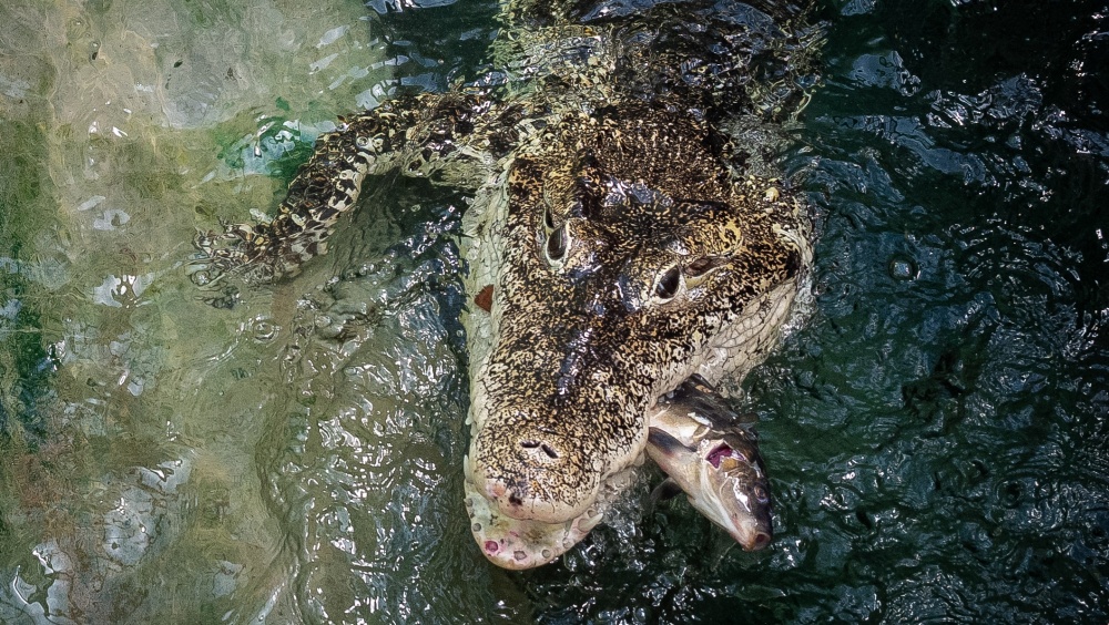Krokodýl kubánský během krmení. Foto: Miroslav Bobek, Zoo Praha
