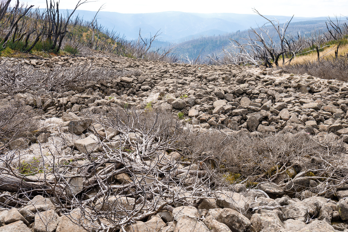 Prostředí, které v Australských Alpách obývá vakoplch trpasličí. Foto Miroslav Bobek