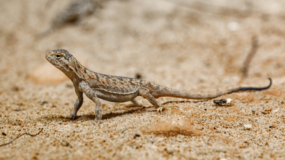 Agamka Převalského, foto: Miroslav Bobek, Zoo Praha