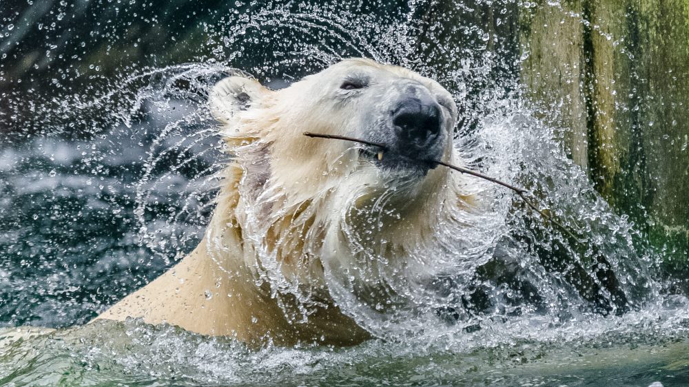 Medvěd lední, foto: Petr Hamerník, Zoo Praha