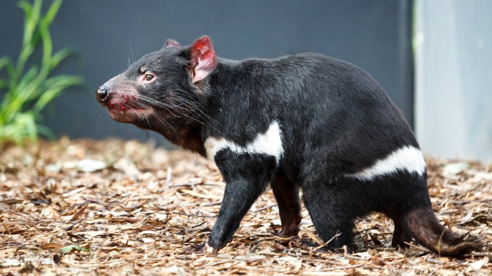 Tasmansky čert, foto: Miroslav Bobek, Zoo Praha