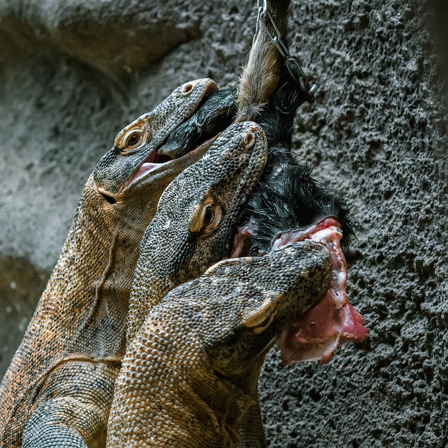 Foto: Petr Hamerník, Zoo Praha