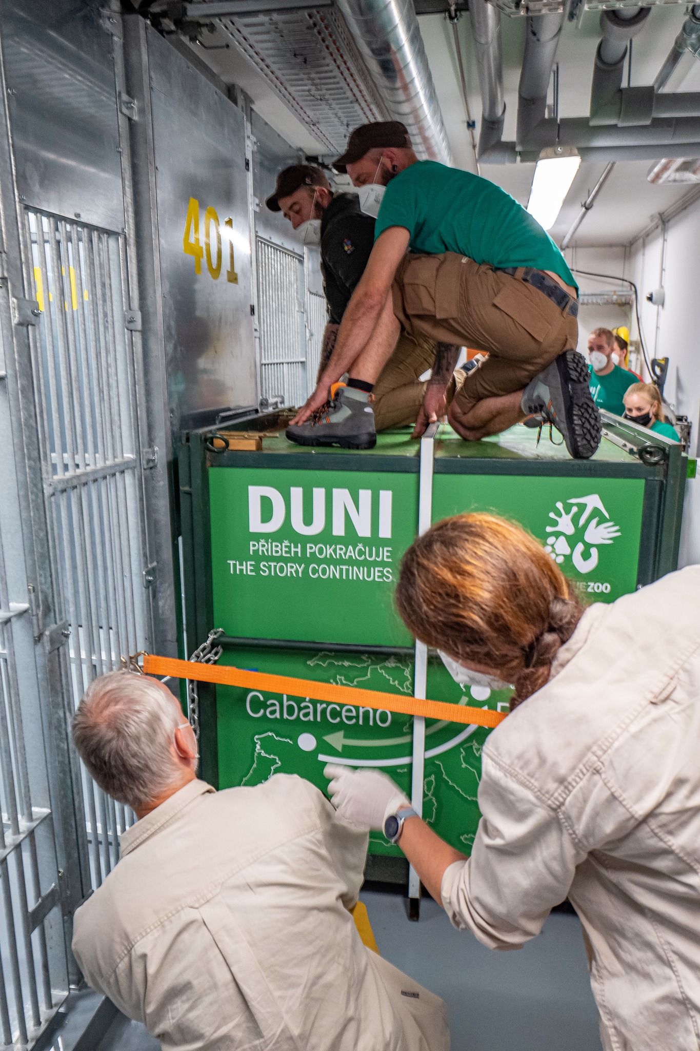 Za okamžik se otevře přepravní box a Duni vstoupí do Rezervace Dja – nového pavilonu goril Zoo Praha. Foto Miroslav Bobek