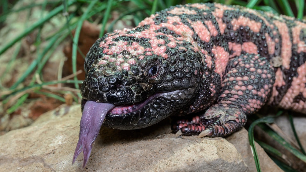 Foto: Petr Hamerník, Zoo Praha