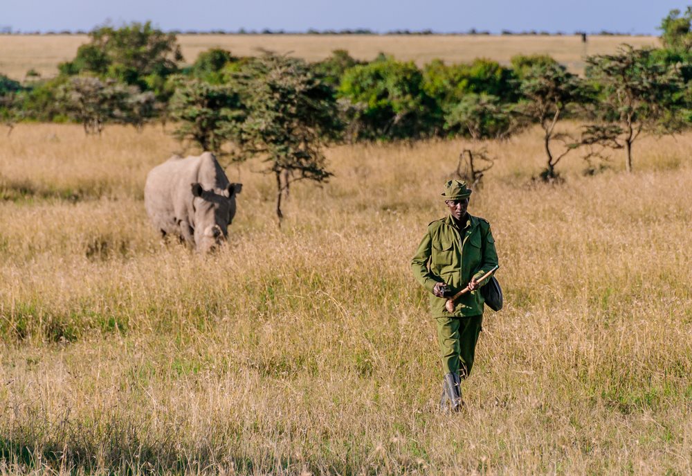 There are only three northern white rhinoceros left in the Ol Pejeta Conservancy in Kenya. There is a northern white rhinoceros Sudán in the picture. Photo: Miroslav Bobek