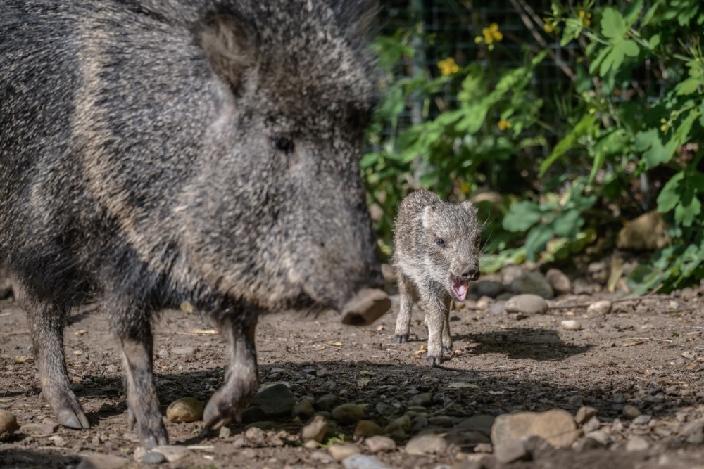 Foto: Petr Hamerník, Zoo Praha