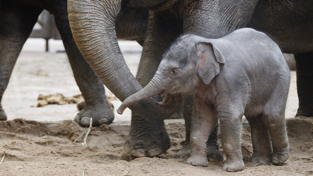 Pomocí chobotu usměrňuje samice své mládě, foto: Martin Smrček, Zoo Praha