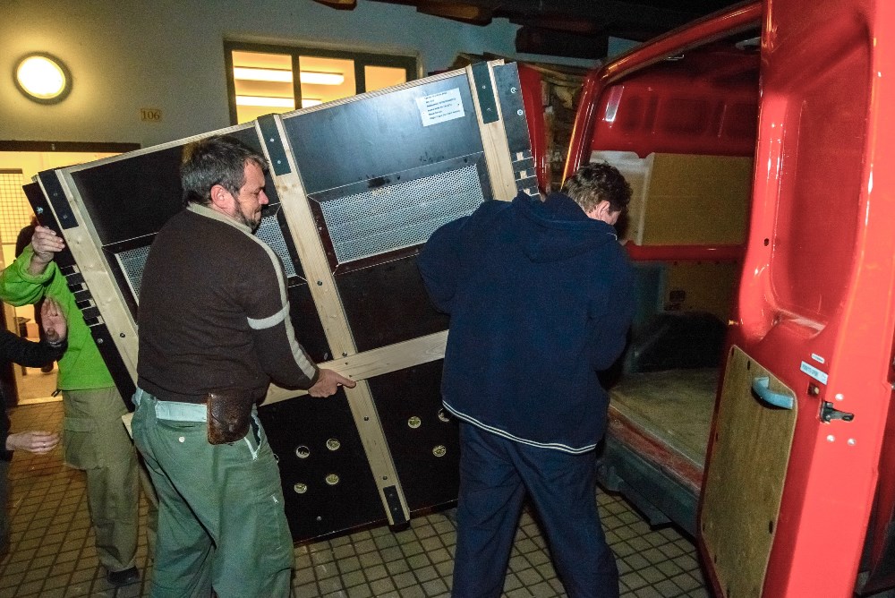 Transport Damiána proběhl během uplynulého týdne v pořádku. Foto: Petr Hamerník, Zoo Praha