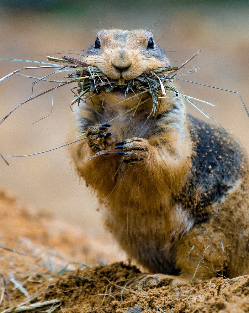 Jak už napovídá jejich jméno, obývají psouni travnaté severoamerické prérie, kde si budují rozsáhlá podzemní města. Foto: Petr Hamerník, Zoo Praha