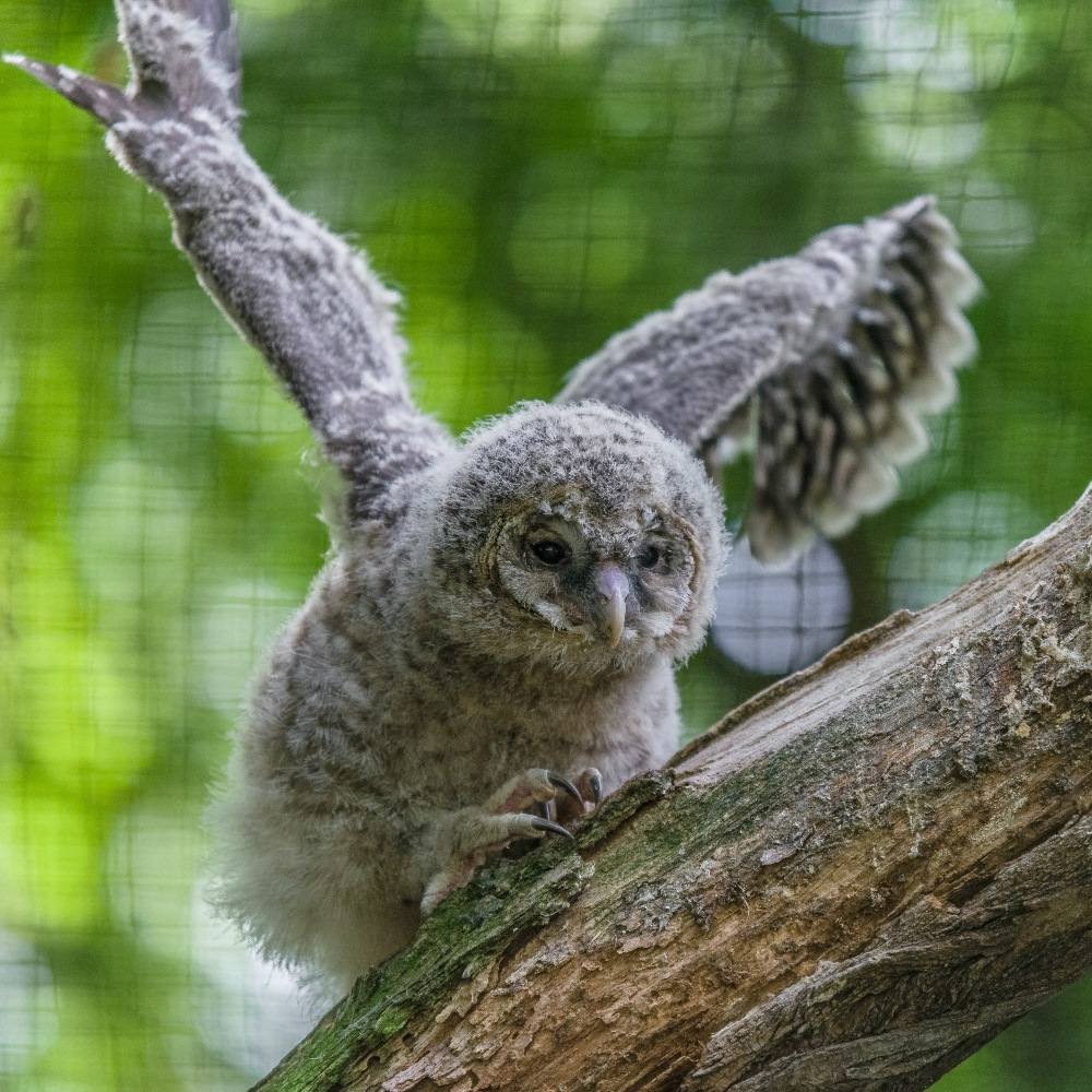 Tři mláďata puštíka bělavého se narodila tři dny po sobě - 14., 15. a 16. dubna. Foto: Petr Hamerník, Zoo Praha