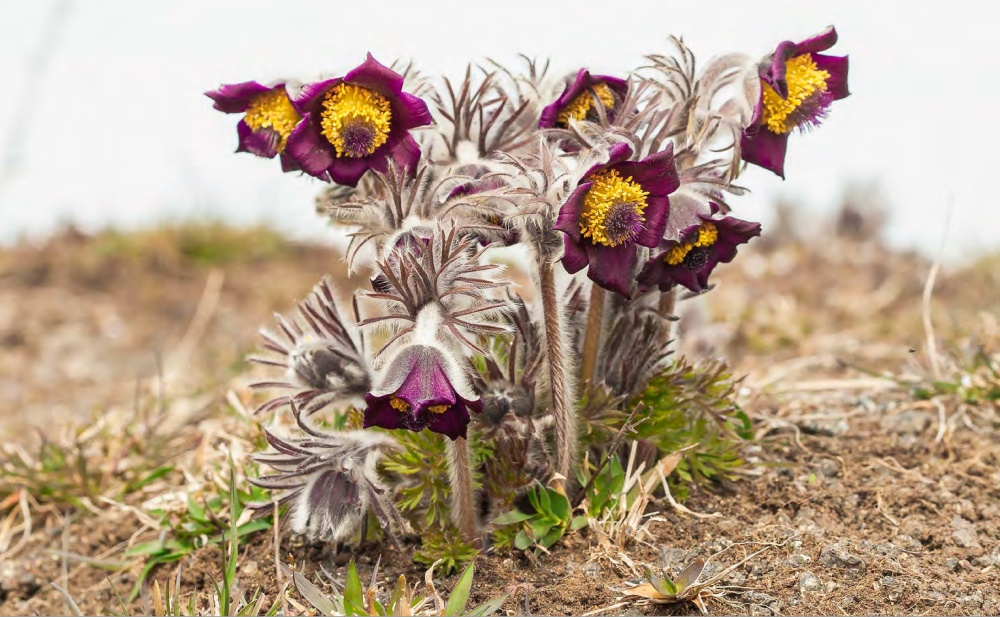 Koniklec luční český (Pulsatilla pratensis subsp. bohemica) je středoevropským endemitem rozšířeným kromě Česka i na Slovensku, v Polsku, Maďarsku a Německu. U nás je silně ohrožený zarůstáním sušších otevřených stanovišť. Spásané stepní lokality mu tedy svědčí. V ČR má podobně jako řada dalších teplomilných druhů dvě ohniska výskytu: teplé oblasti Čech a jižní Moravu. Foto Pavel Krásenský