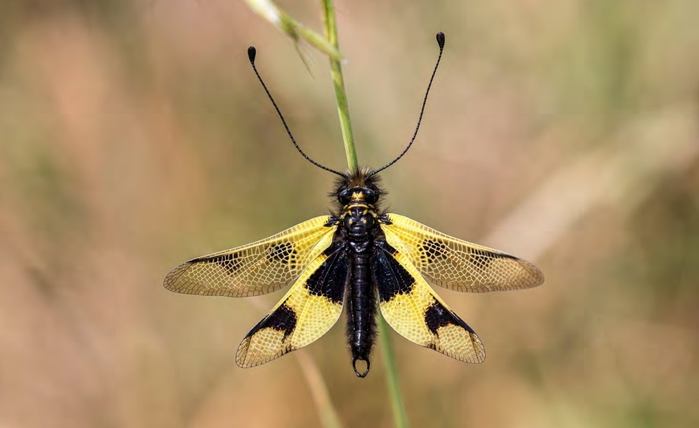 Ploskoroh pestrý (Libelloides macaronius), vzdálený příbuzný mravkolvů, patří k velkým vzácnostem naší přírody. V ČR se vyskytuje jen lokálně v Českém krasu a na jižní Moravě. Při troše štěstí na něj narazíme i v Prokopském údolí. Za slunečných dní poletuje nad stepí či lesostepí a ve vzduchu probíhají také jeho námluvy či lov kořisti. Je zařazen mezi kriticky ohrožené druhy. Foto Martin Černý