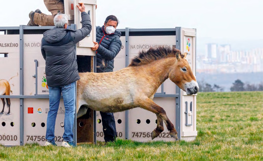 Khamiina se vydává vstříc novému prostředí. Na cestě z více než 80 km vzdáleného Dolního Dobřejova byli koně pod dozorem veterináře, který na třech kontrolních zastávkách průběžně dohlížel na jejich stav. Když probíhají transporty do Mongolska, stráví koně na cestě až 36 hodin a převáží je letouny Armády ČR. Foto Miroslav Bobek