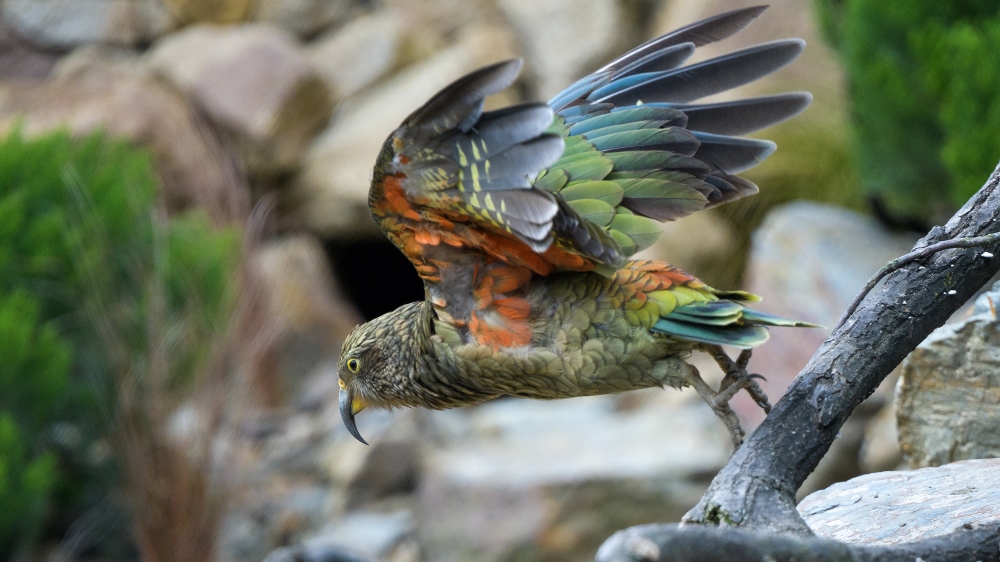 Nestor kea. Foto: Petr Hamerník, Zoo Praha