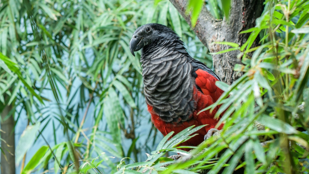 Photo: Petr Hamerník, Prague zoo