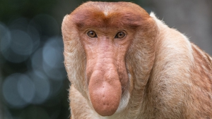 Zoo Praha začala finančně podporovat projekt Pesisir Balikpapan, jehož cílem je ochránit přírodně velmi cenné území, které obývá mimo jiné populace asi 2 000 kahau nosatých, tzv. pivařů z Bornea. Foto: Vít Lukáš, Zoo Praha.
