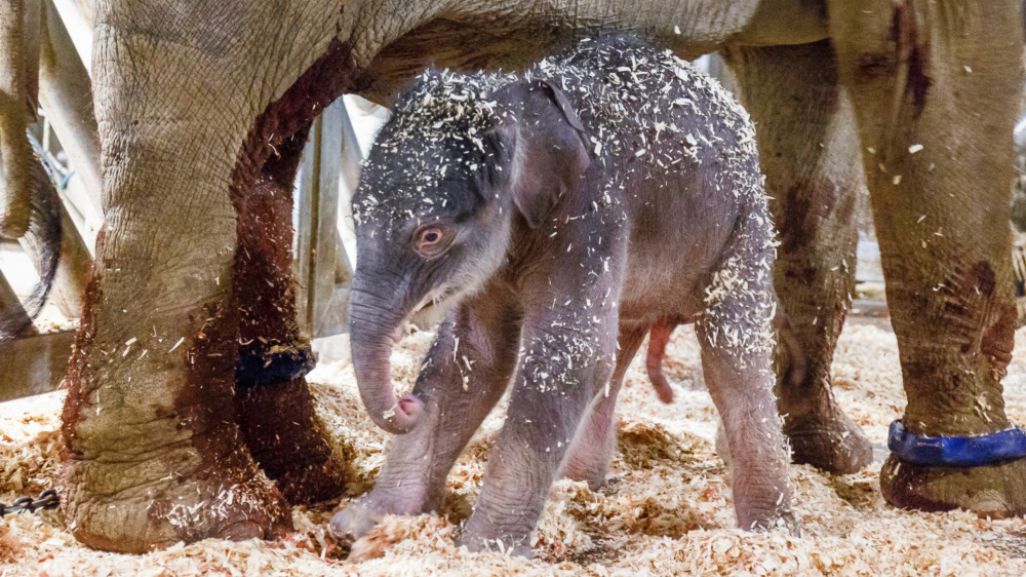First Baby Elephant Conceived In Prague Was Born
