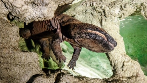 Samec Karlo, jehož věk se odhaduje na necelých 40 let, již měří neuvěřitelných 158 centimetrů. Foto: Petr Hamerník, Zoo Praha