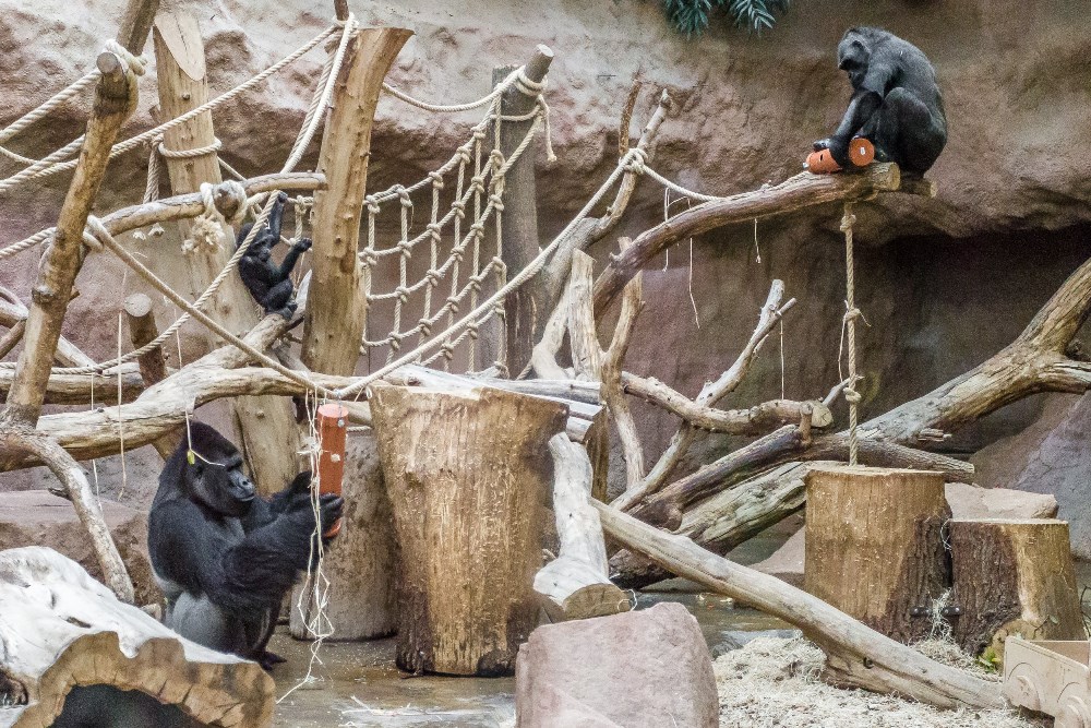 Enrichmentová hostina byla příjemným zpestřením pro celou gorilí skupinu. Foto: Petr Hamerník, Zoo Praha