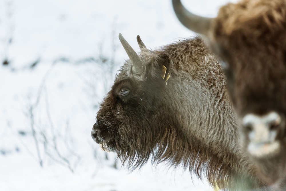 Samice Prťka pocházející ze Zoo Praha byla do NP Shahdag v Ázerbájdžánu transportována v roce 2019. Foto: Rustam Maharramov, WWF