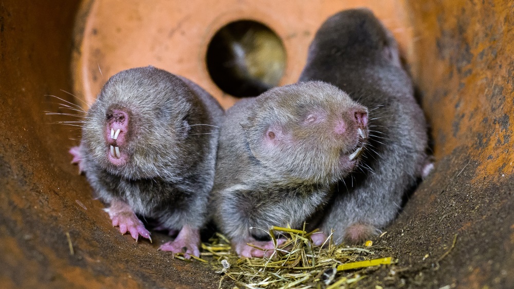 Hlodáky rypošům obřím umožňují prokousávat si cestu zemí, aniž by se jim dostala hlína do tlamy. Foto: Petr Hamerník, Zoo Praha