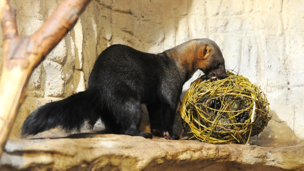 Foto: Martin Smrček, Zoo Praha