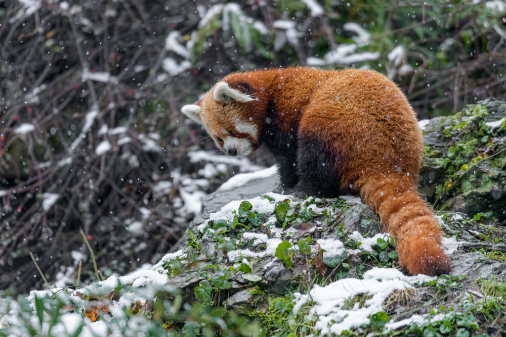 Samec pandy červené Pat, foto: Petr Hamerník, Zoo Praha