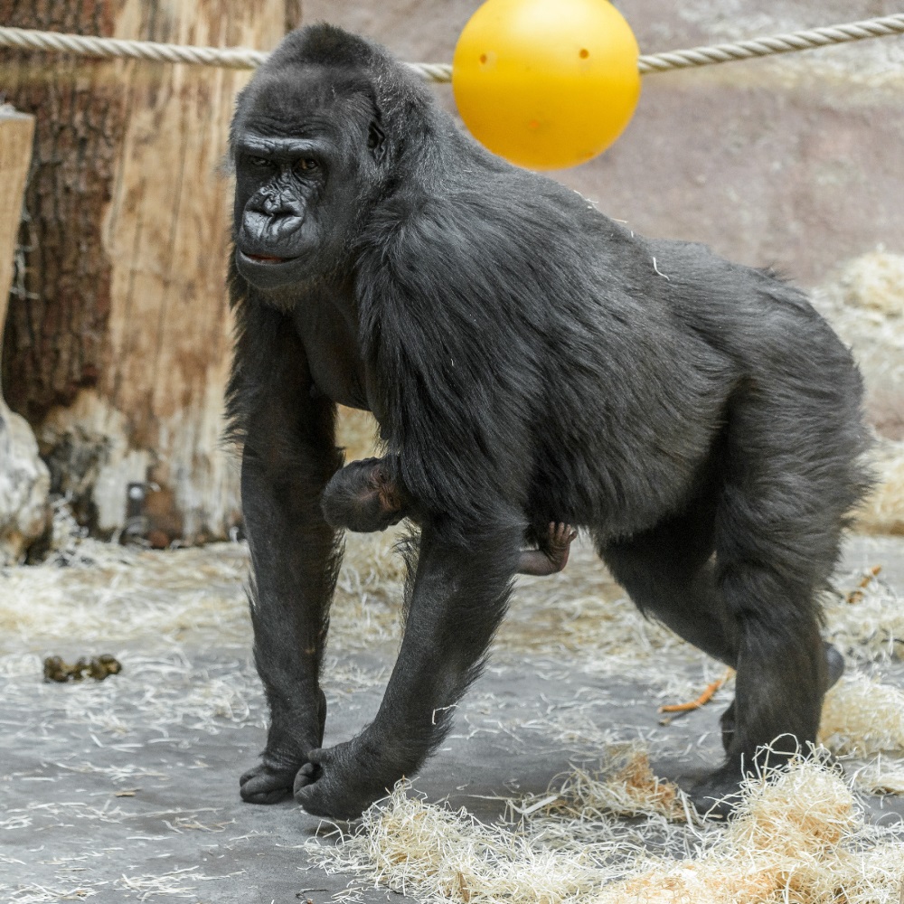 Mládě dostává od Shindy tvrdou školu. Petr Hamerník, Zoo Praha.