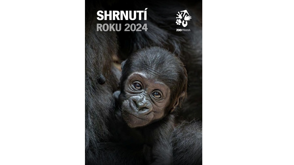 Shrnutí roku 2024
