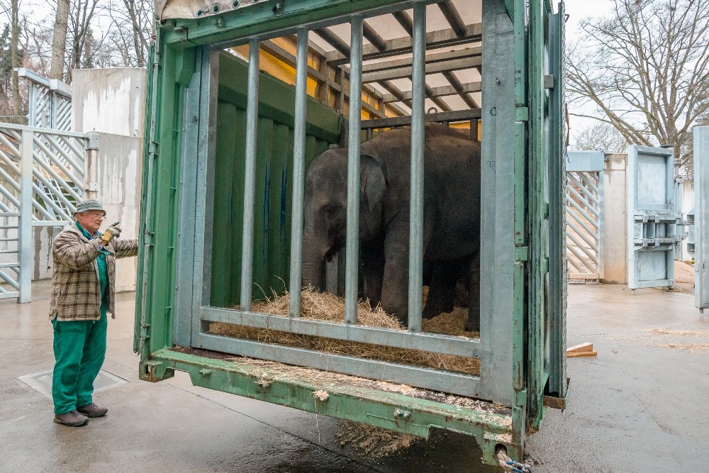 Slonice Sita těsně před odjezdem z pražské zoo. Foto Petr Hamerník, Zoo Praha.