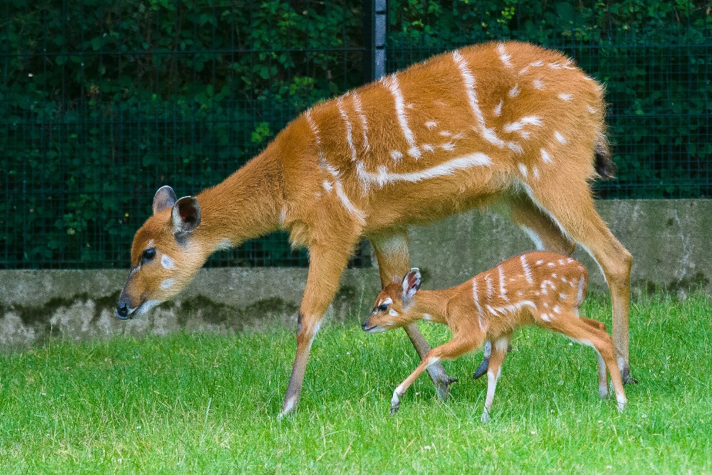 Pro sitatungy je typická pohlavní dvojtvárnost. Samice jsou menší, rezavé a bez rohů. Mláďata se rodí zbarvená jako samice. Foto: Petr Hamerník, Zoo Praha