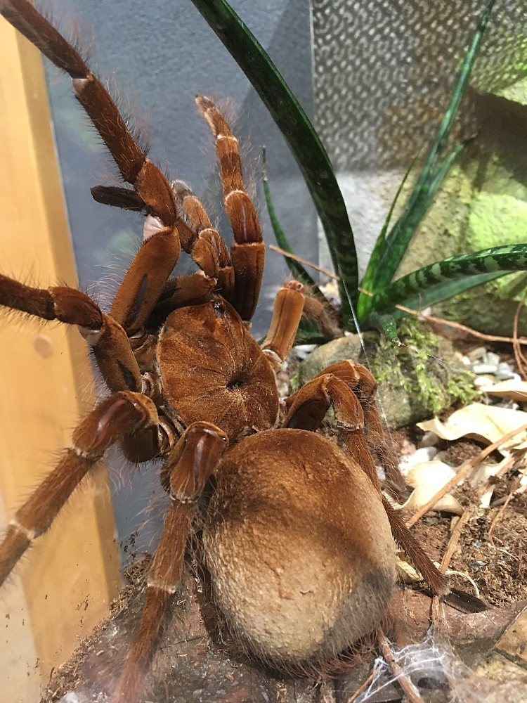 Milovníci živých sklípkanů si přijdou v Zoo Praha na své. Je zde výstava 60 druhů těchto pavouků. V teráriu zde najdou i druh Theraposa blondi. Foto: Martin Smrček, Zoo Praha.