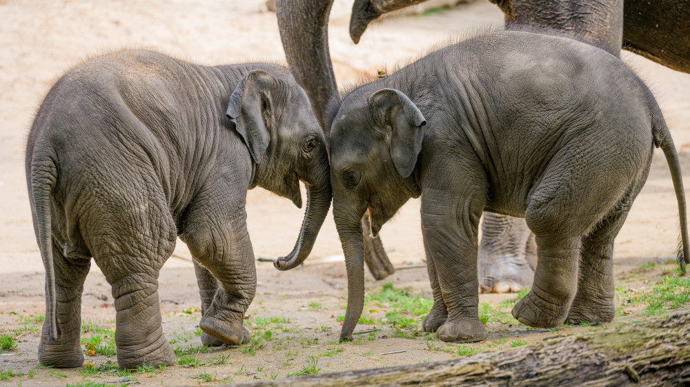 Foto: Petr Hamerník, Zoo Praha