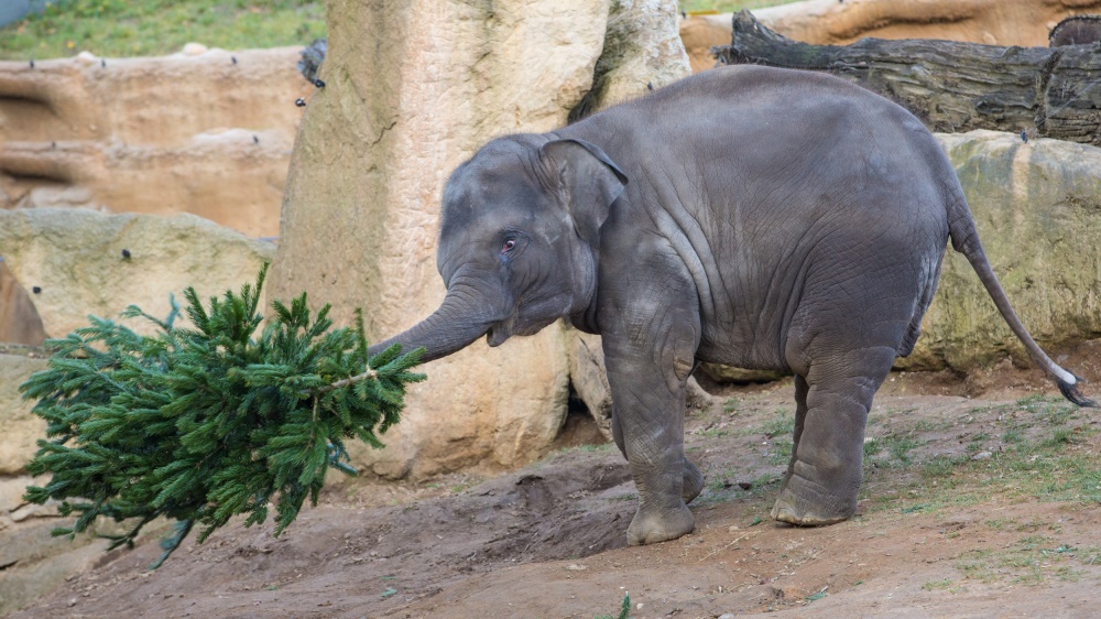 Se stromky si Sita pohazuje ve vzduchu a běhá s nimi po celém výběhu. Foto: Václav Šilha, Zoo Praha