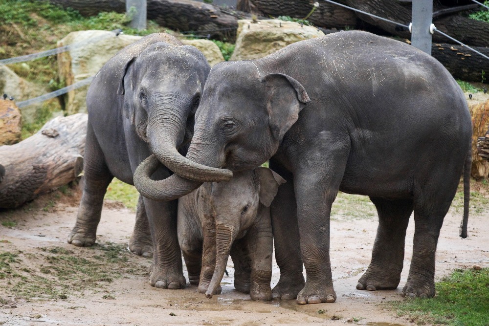 Přírodní výběhy nabízí Sitě i ostatním slonům mnoho příležitostí ke hře. Foto: Tomáš Adamec, Zoo Praha 