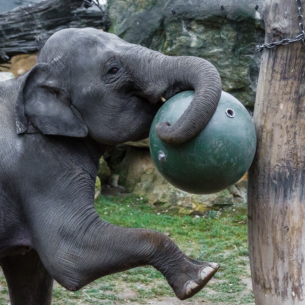Janita se snaží z nové hračky vydolovat kukuřičné pochoutky. Foto: Petr Hamerník, Zoo Praha.