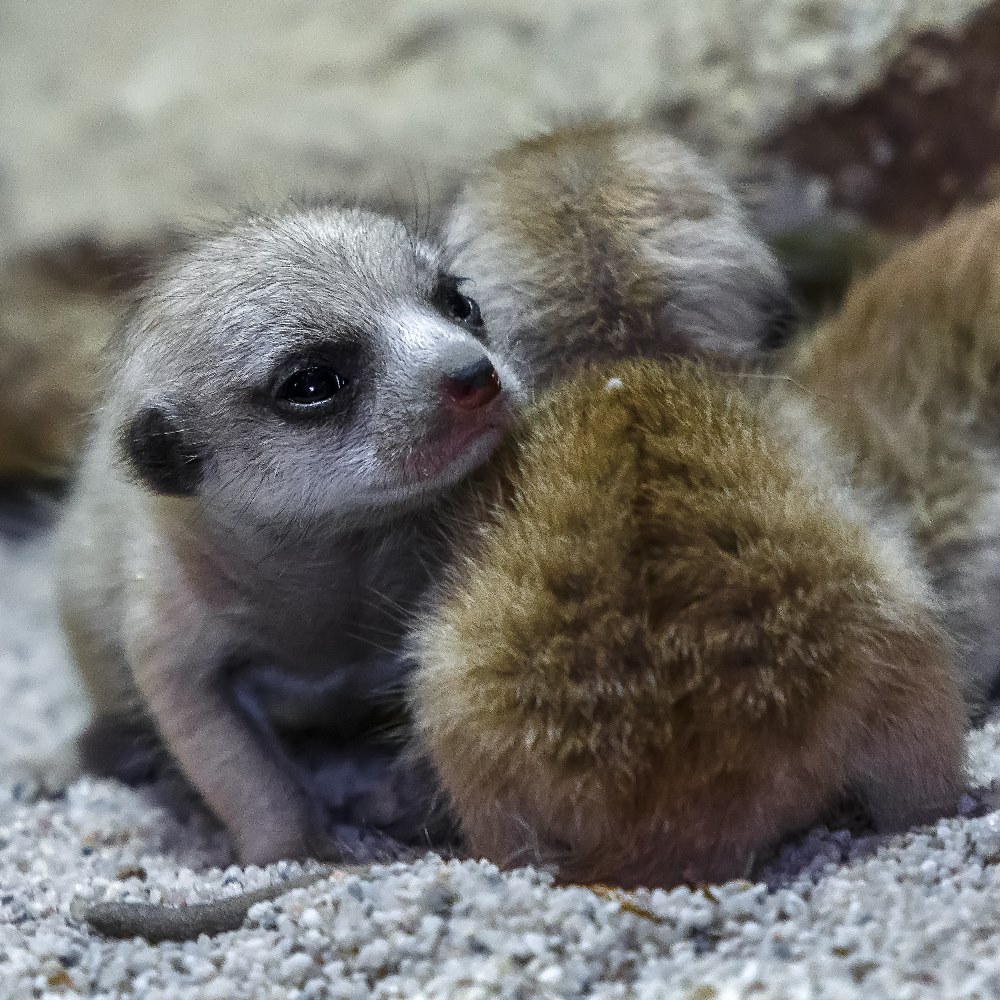 Mláďata jsou na svůj věk poměrně veliká a čiperná. Foto: Petr Hamerník, Zoo Praha