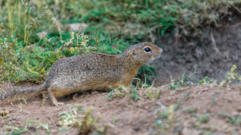 Sysel z volně žijící kolonie pod Sklenářkou - ilustrační snímek. Foto: Petr Hamerník, Zoo Praha 