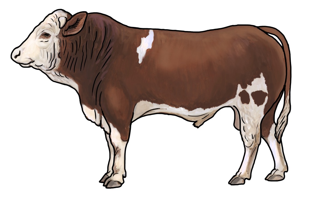 Ilustrace: Ivana Hanzlíková