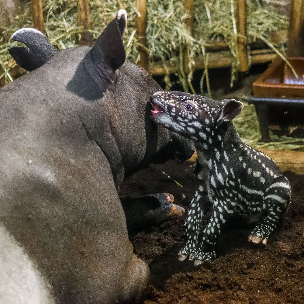 Mláďata tapírů čabrakových se, podobně jako u jiných druhů tapírů, rodí s bílými pruhy a skvrnami. Foto: Petr Hamerník, Zoo Praha