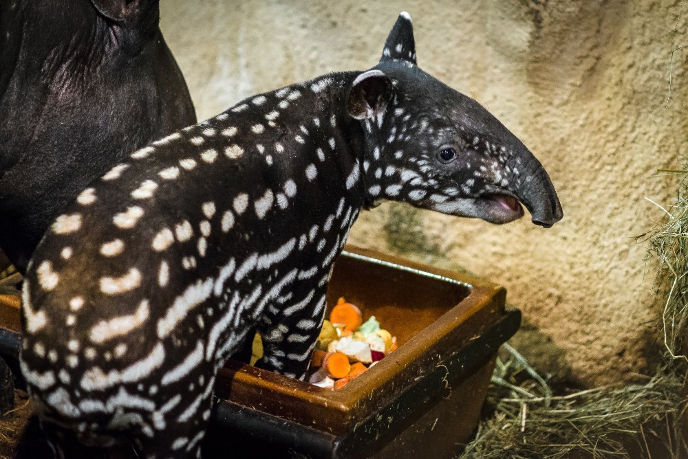 Časem začne mládě tapíra čabrakového měnit svou barvu. Foto: Petr Hamerník, Zoo Praha