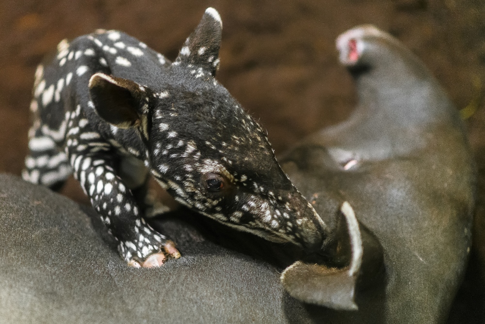 Foto: Petr Hamerník, Zoo Praha