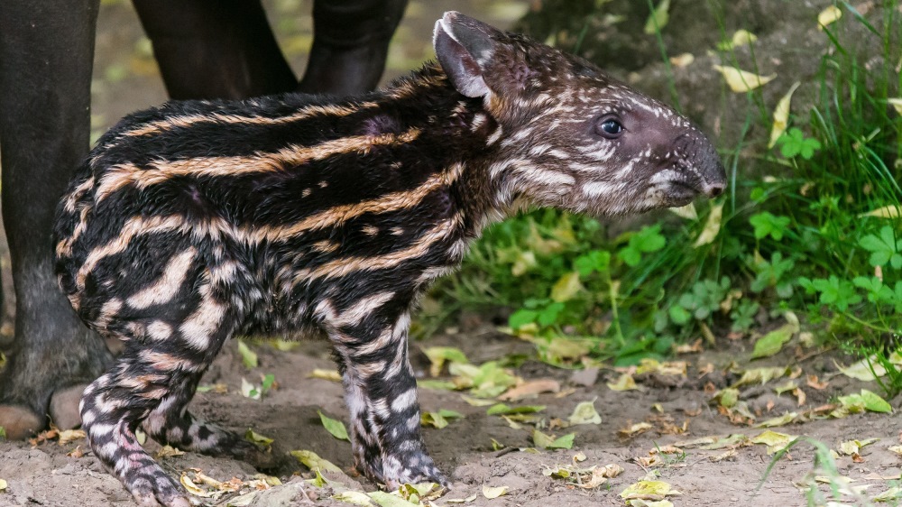 Cute Baby Tapir in Prague Zoo