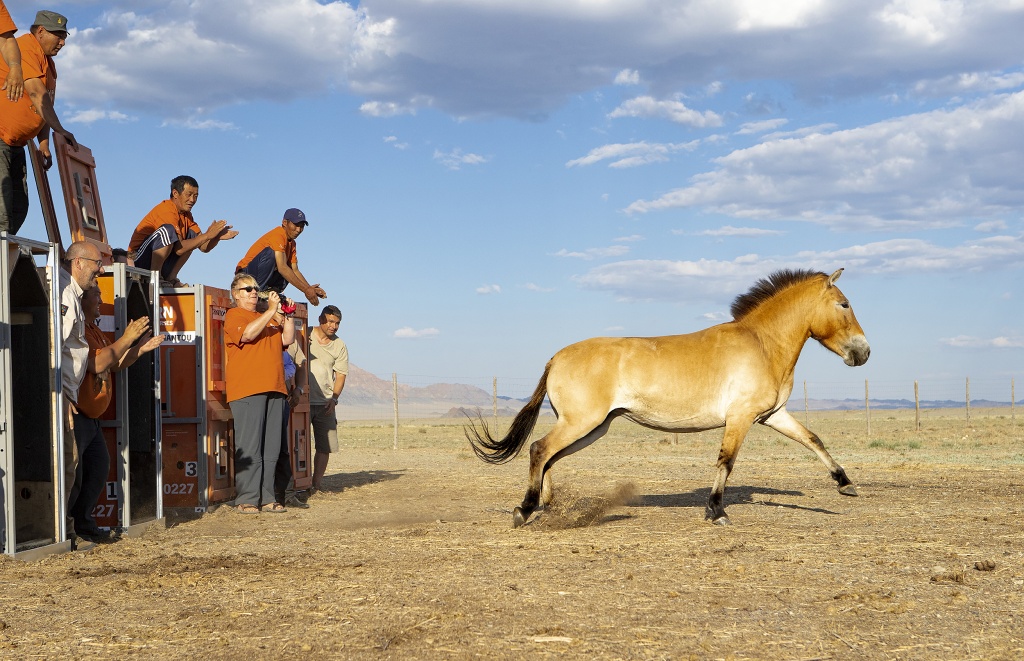 Prague Zoo has already organised nine transports of Przewalski's horses to the Great Gobi B Strictly Protected Area in Mongolia, all in cooperation with the Czech Army. There are now over three hundred and fifty of this the last wild horse species back in its natural habitat. Photo: Václav Šilha, Prague Zoo