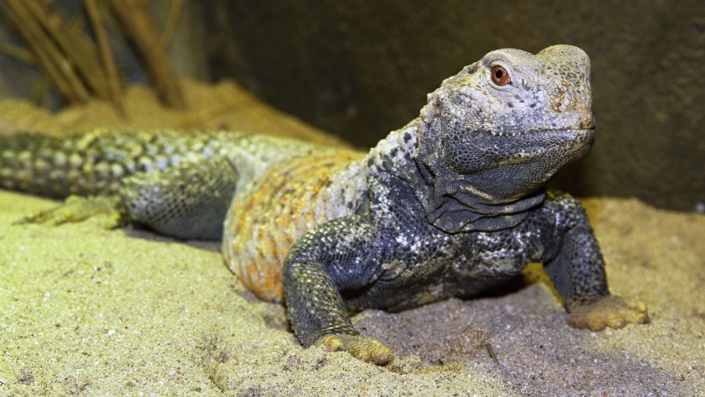 Dospělý trnorep mezopotámský. Foto: Petr Velenský, Zoo Praha