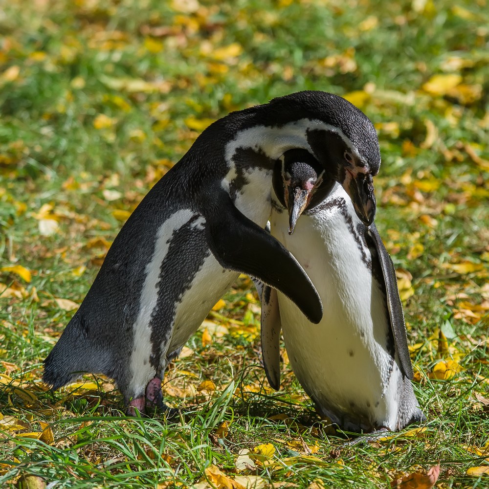 Pár tučňáků Humboldtových připravený k hnízdění se k sobě tulí. Foto: Petr Hamerník, Zoo Praha