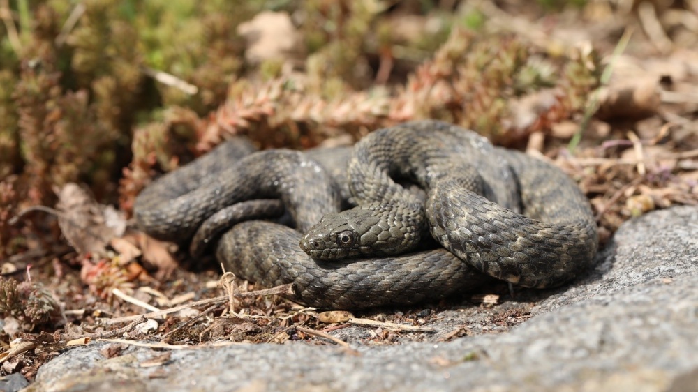 Užovky podplamaté se vyskytují v nejteplejších oblastech Česka poblíž řek. Velikou místní populaci užovek můžete pozorovat také v areálu Zoo Praha a to už od poloviny dubna, kdy obvykle začíná jejich migrace ze zimovišť ve skalním svahu směrem k Vltavě. Foto: Vojtěch Víta, Zoo Praha