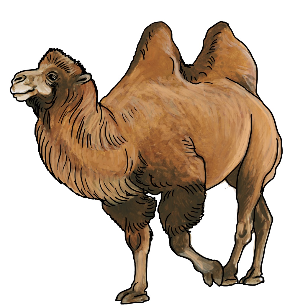 Illustration: Ivana Hanzlíková